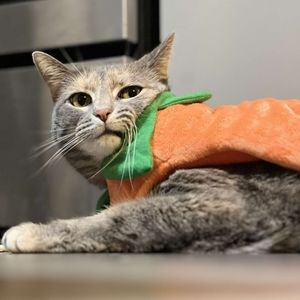 Meet your Posher, Miranda